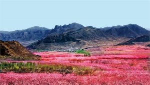 Top 6 Flower Festivals in China | ChinaWhisper